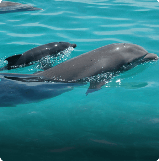 Kizimkazi Dolphin